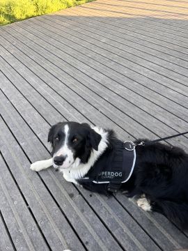 Pension pour chiens - Pension et garderie pour animaux