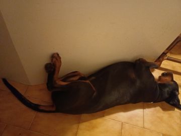 Dog Hotel