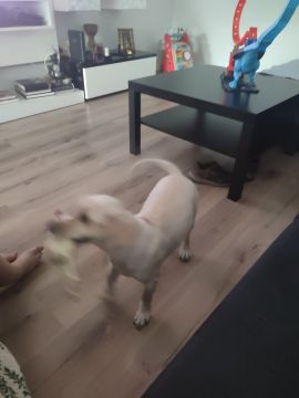 Hotel para Cães