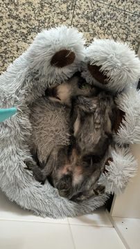 Hotel para Cães