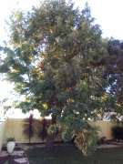 Tree Trimmer - Home Improvements