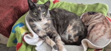 Hospedaje de gatos