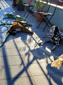 Hotel para Cães