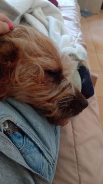 Hotel para Cães
