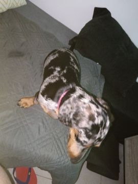 Hotel para Cães