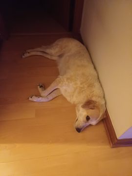 Hotel para Cães
