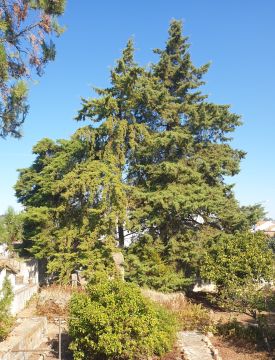 Jardinería