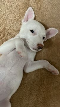 Hotel e Creche para Animais