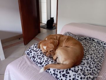 Hundepension