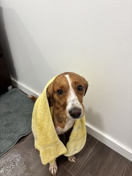 Hotel para Cães