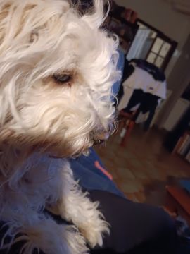 Dog Hotel