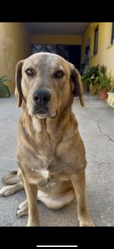 Hotel para Cães