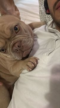 Hospedaje de perros