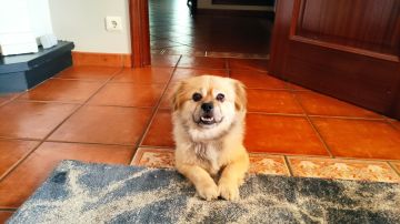 Dog Hotel