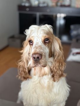 Hundepension