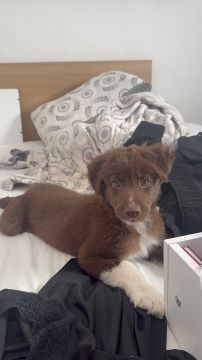 Hotel para Cães
