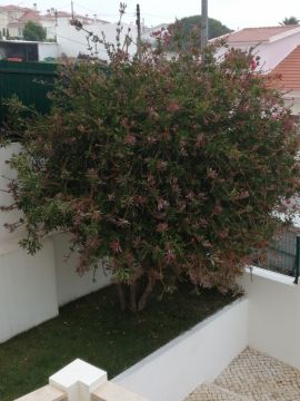 Tree Trimmer
