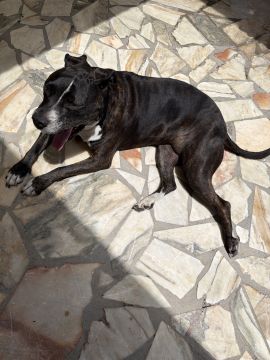 Pension pour chiens