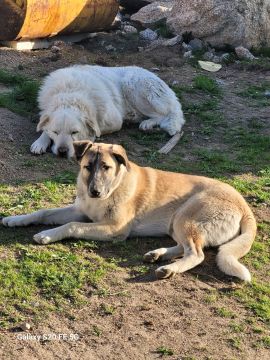 Dog Hotel