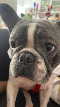 Hotel e Creche para Animais