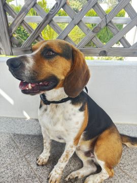 Hotel e Creche para Animais