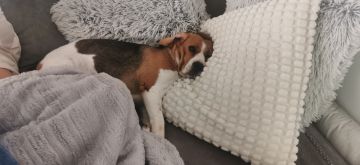 Pension et garderie pour animaux