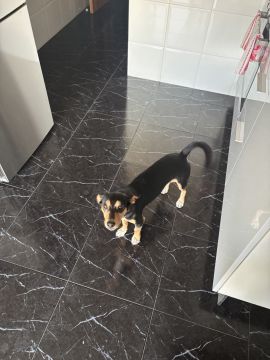 Hundepension