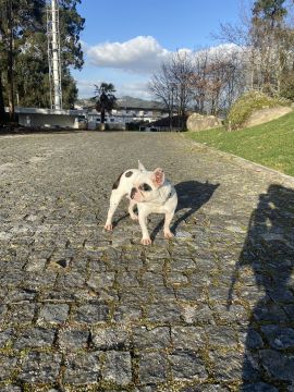 Hotel para Cães