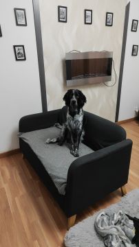 Hospedaje de perros