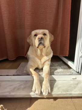 Dog Hotel