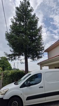 Podador de Árvores