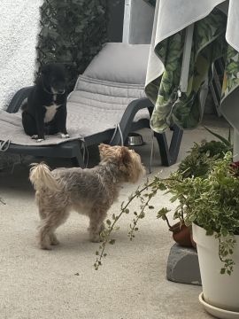 Dog Hotel