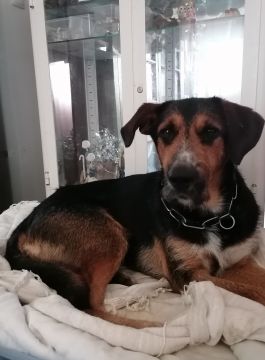 Pension pour chiens