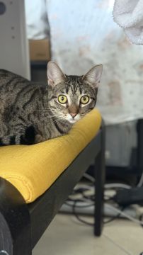 Katzenpension