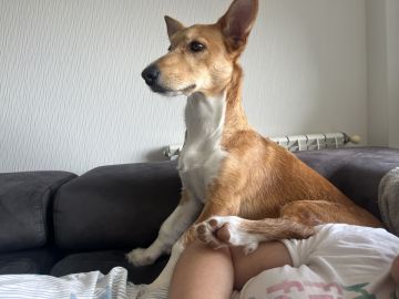 Hotel para Cães
