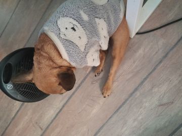 Hotel para Cães