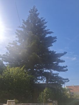 Podador de Árvores