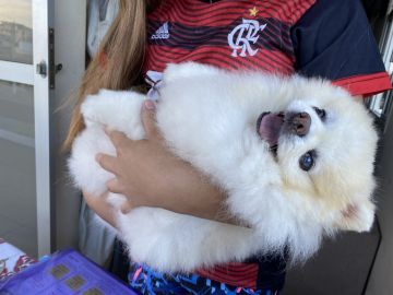 Pet Boarding and Daycare