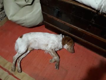 Hospedaje de perros