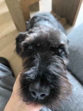 Hotel para Cães