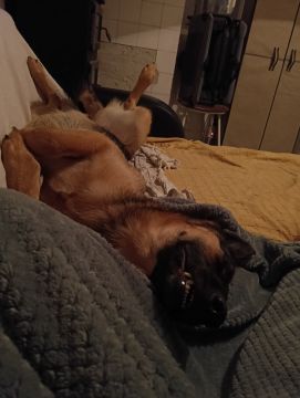 Hotel para Cães - Animais
