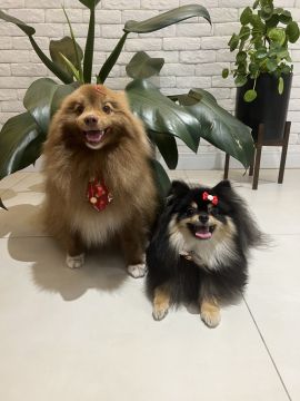 Dog Hotel