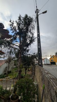 Tree Trimmer