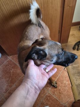Hotel para Cães