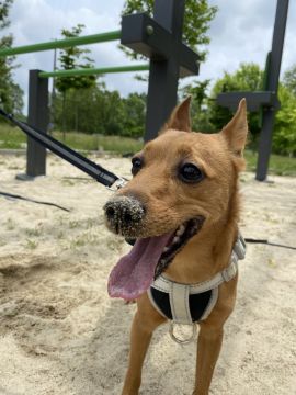 Hotel e Creche para Animais
