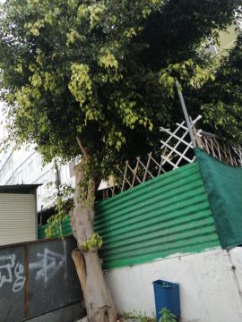 Tree Trimmer