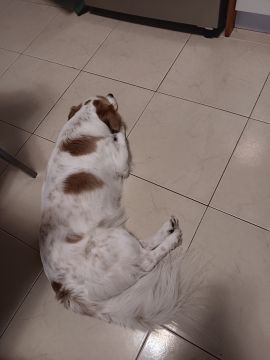 Hospedaje de perros