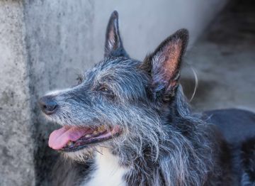 Hotel para Cães