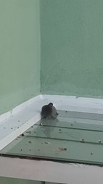 Empresa de Controlo de Pragas