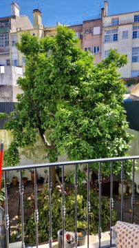 Tree Trimmer